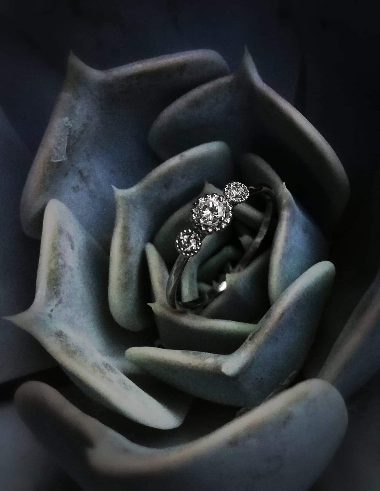 Image représentative de la collection Pétale de Rose